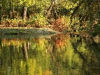 Jezioro, Kaczki, Park, Jesień, Drzewa