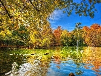 Jezioro, Drzewa, Kaczki, Jesień