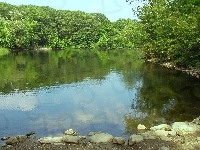 Drzewa, Kamienie, Jezioro