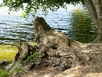 Jezioro, Korzeń