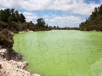 Jezioro, Las