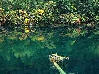 Jezioro, Las