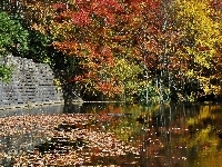 Jezioro, Liście, Jesienny, Las, Opadłe
