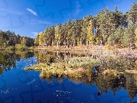 Las, Jezioro, Trawa