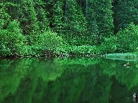 Las, Jezioro, Zieleń