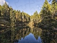 Lasy, Jezioro, Drzewa