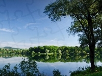 Lasy, Jezioro, Drzewa