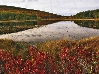 Lasy, Jezioro, Niebo