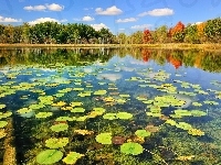 Jezioro, Lilie