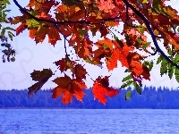 Liście, Jezioro, Jesień