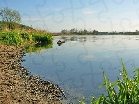Plaża, Jezioro, Drzewa