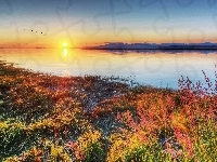 Jezioro, Ptaków, Wschód, Słońca, Klucz