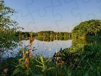 Szuwary, Jezioro, Las