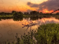 Jezioro, Stan Missouri, Drzewa, Stany Zjednoczone, Rezerwat James A. Reed Memorial Wildlife Area, Zachód słońca