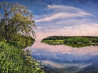 Zarośla, Jezioro, Drzewa