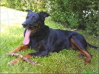 jęzor, Owczarek francuski Beauceron, kij