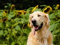 Jęzor, Golden Retriever, Słoneczniki