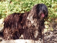 język, Bergamasco