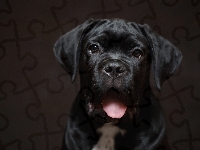 Czarny, Szczeniak, Pies, Język, Cane Corso