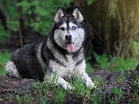 Język, Siberian Husky, Trawa