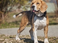 Język, Beagle, Pies
