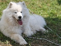 język, Samojed