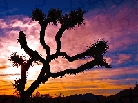 Joshua Tree, Park Narodowy, Drzewo