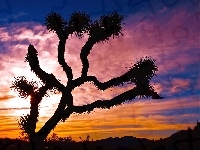 Joshua Tree, Park Narodowy, Drzewo