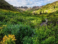 Łąka, Kolorado, Stany Zjednoczone, Góry, Kolorowe, Strumyk, Poranek, San Juan Mountains, Kwiaty