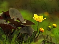 Żółte, Kaczeńce, Kwiaty