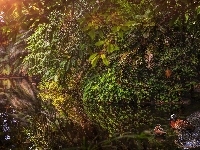 Krzewy, Park Narodowy Masoala, Kaczuszki afrykańskie, Madagaskar, Staw, Kaczki