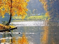 Kaczki, Jesień, Park, Woda, Drzewa