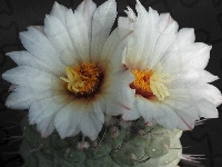 Białe, Kaktus, Kwiaty