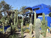 Kaktusy, Dom, Ogród, Palmy