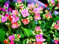 Kalanchoe