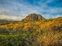 Trawa, Morro Rock, Góra, Skała, Rośliny, Kalifornia, Stany Zjednoczone, Żółta, Księżyc