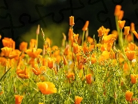 Eschscholzia californica, Maczki kalifornijskie, Pozłotki, Pomarańczowe, Kwiaty