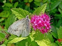 Motyl, Krzew, Pęcherznica kalinolistna, Bielinek