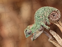 Kameleon