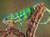 Kameleon