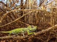 Kameleon, Gałęzie