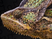 Kameleon, Gigant