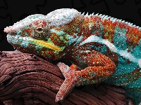 Kameleon lamparci, Konar