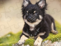Omszony, Pies, Chihuahua, Kamień