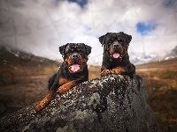 Rottweilery, Dwa, Psy, Kamień