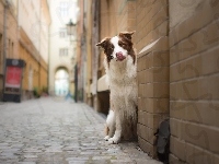 Kamienice, Pies, Border collie, Uliczka