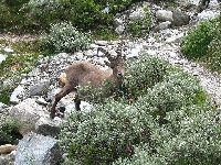 Kamienie, Koziorożec Alpejski, Krzaczki