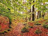 Kamienie, Jesień, Las, Ścieżka, Liście