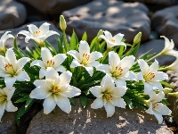 Lilie, Białe, Rozkwitnięte, Kamienie