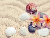 Piasek, Kamienie, Muszelki, Plumeria, Kwiaty